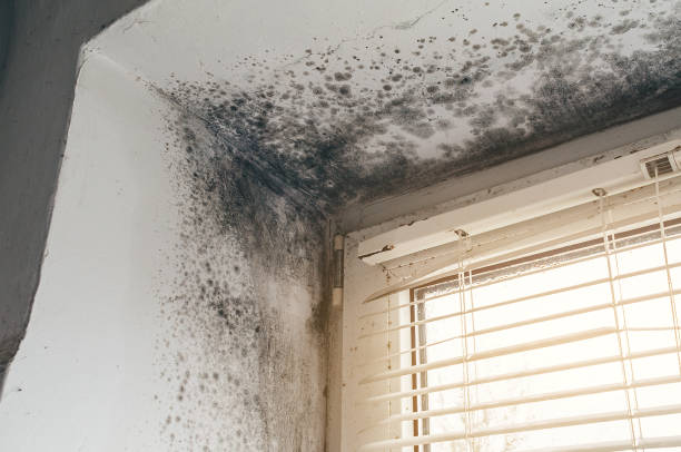 Affordable Commercial Mold Remediation solutions in Clinton, MD